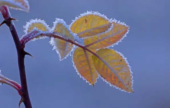 Picture frost, autumn, leaves, branch
