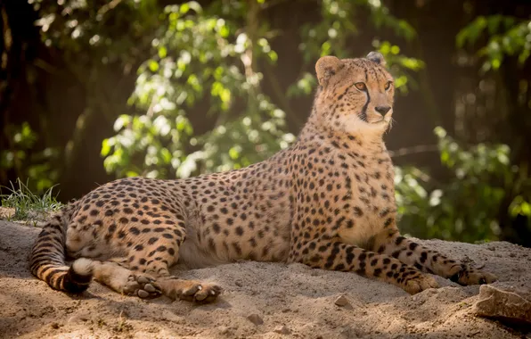 Sand, cat, stay, Cheetah
