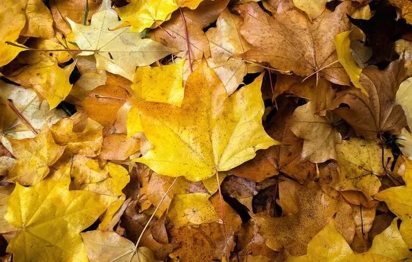 Autumn, leaves, nature