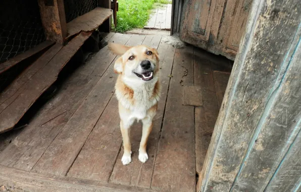 Smile, village, dog, dog