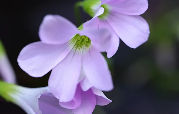 Macro, purple, flowers, Flowers, macro, purple