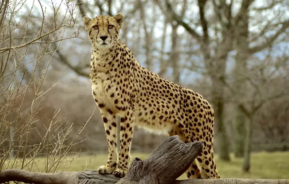 Picture look, face, predator, Cheetah
