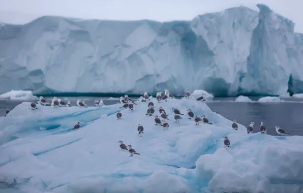 Ice, winter, sea, snow, birds, seagulls, ice, pack