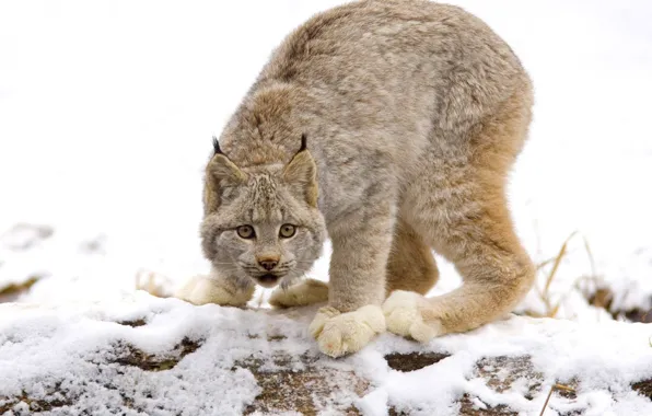 Picture cats, lynx, wild cat