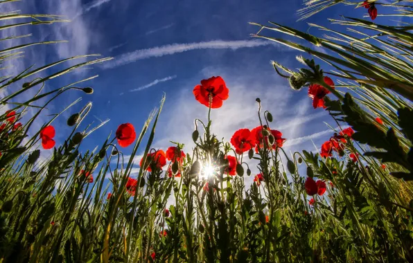 The sky, leaves, the sun, clouds, rays, light, flowers, red
