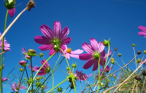Summer, flowers, blue sky, kosmeya, Meduzanol ©