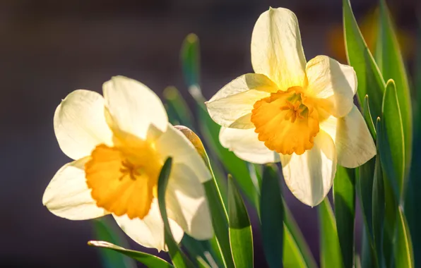 Picture macro, Duo, daffodils