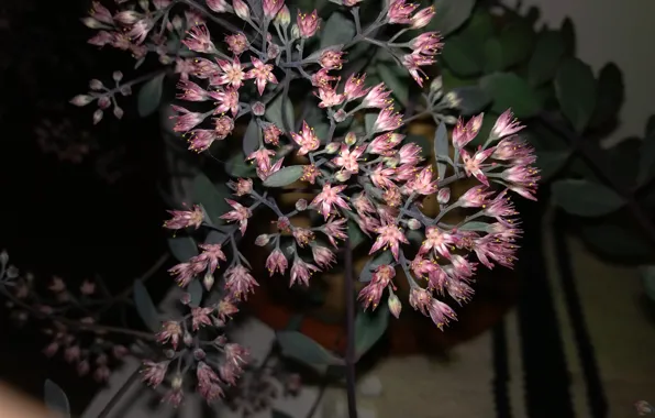 Colore, notte, caldo