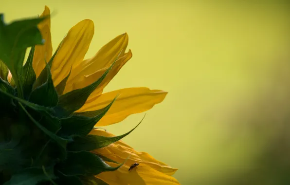 Nature, sunflower, macro photo
