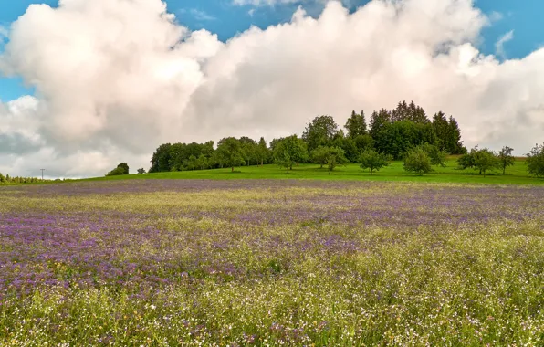 Field, summer, clouds, trees, flowers, blue, meadow, space