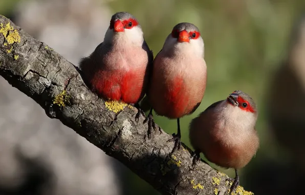 Birds, branch, red, three