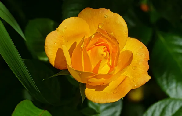 Leaves, drops, the dark background, rose, yellow