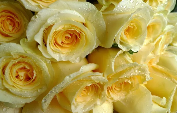 Drops, roses, yellow, bunch