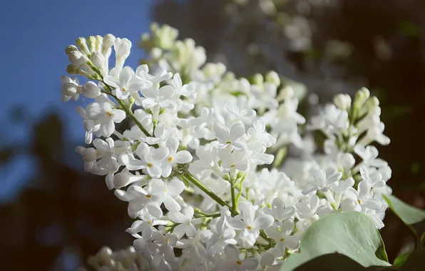 Picture macro, bunch, white, lilac, inflorescence