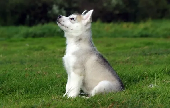Field, dog, puppy
