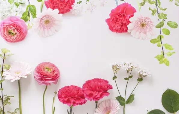 Flowers, background, gerbera, Buttercup