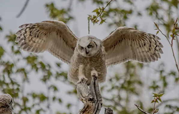 Owl, bird, wings, Chicks, bokeh, Virgin Filin, young