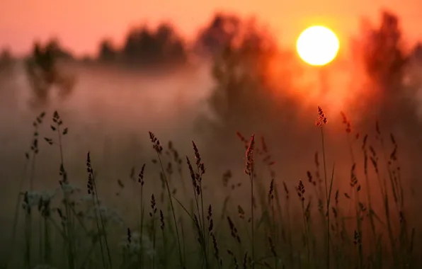 Picture forest, grass, the sun, sunset, fog