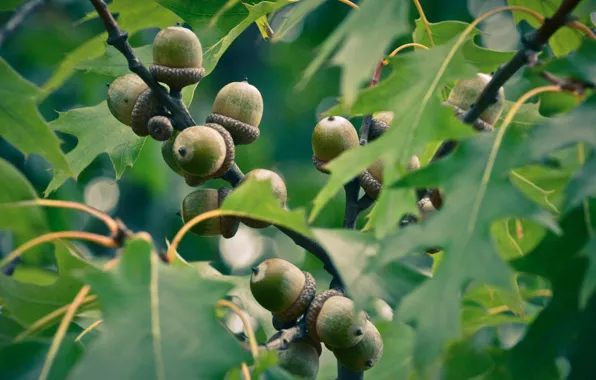 Trees, nature, green, brown, acorns, oak, oak leaf, Riga oak