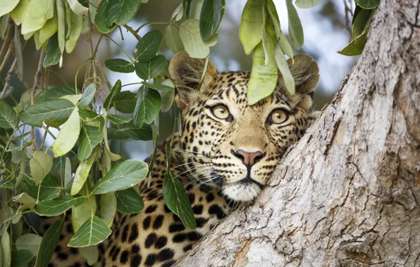 Picture face, leaves, tree, leopard, beast