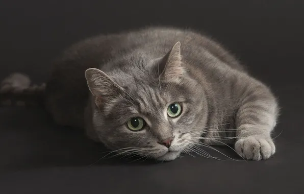 Picture cat, look, grey, looks, grey background