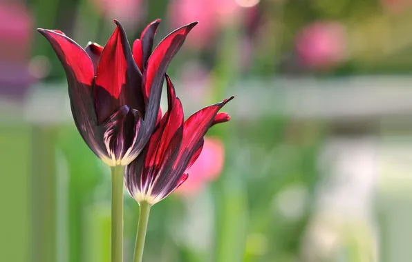 Picture macro, Tulip, petals, garden, stem