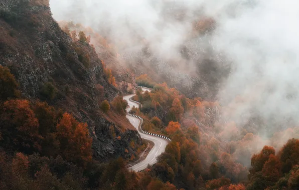 Forest, road, fog