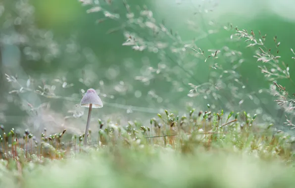 Picture grass, macro, mushrooms, bokeh