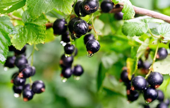 Berries, black, currants