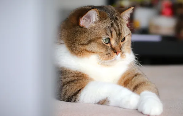 Cat, cat, look, face, pose, profile, light background, striped
