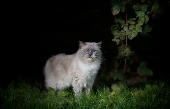 Greens, cat, grass, cat, leaves, night, nature, pose