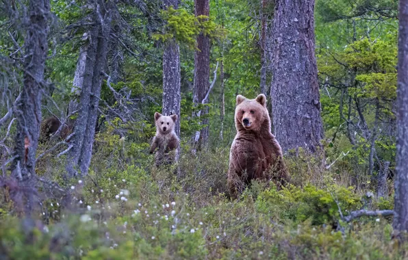 Forest, trees, branches, trunks, glade, baby, bear, bears
