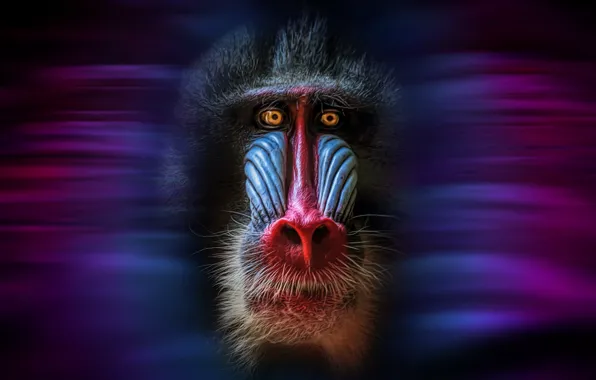 Face, background, monkey, mandrillus
