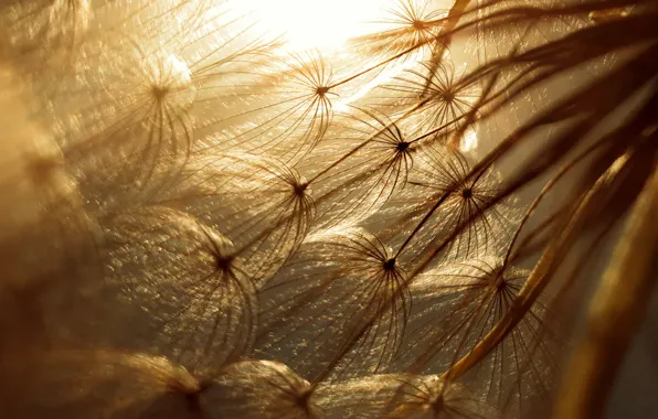 Dandelion, seeds, Sepia, the sun's rays, dandelion, sepia, sunbeams, seeds