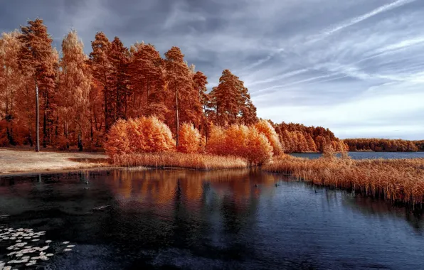 Autumn, forest, the sky, grass, clouds, trees, lake, pond