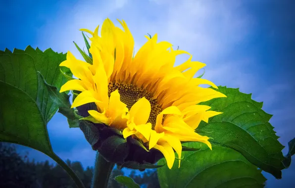 The sky, overcast, sunflower, Russia, yellow petals