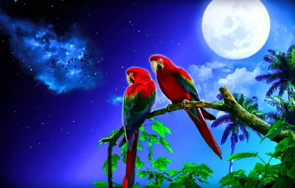 Picture the moon, parrots, dereja, night star