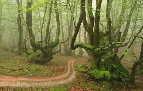 Forest, trees, nature, fog, path, driftwood