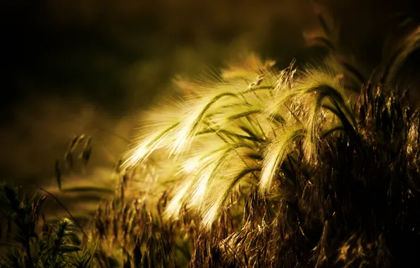 Wheat, the sun, background, widescreen, Wallpaper, plant, rye, spikelets