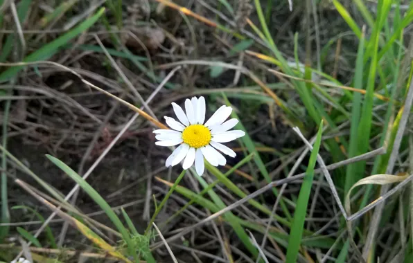 Picture Greens, Grass, Daisy