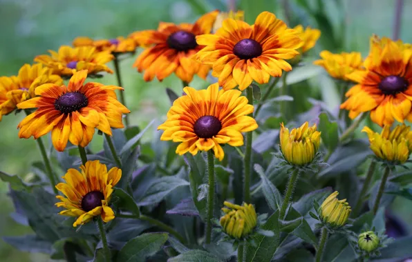 Flowers, bouquet, yellow, orange, flowerbed, rudbeckia, Echinacea