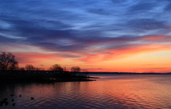 Picture the sky, clouds, trees, sunset, birds, lake, shore, duck