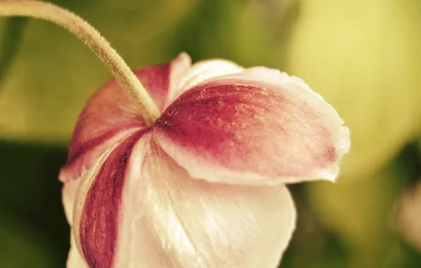 Picture flower, petals, red, white