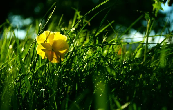 Picture grass, flowers, meadow