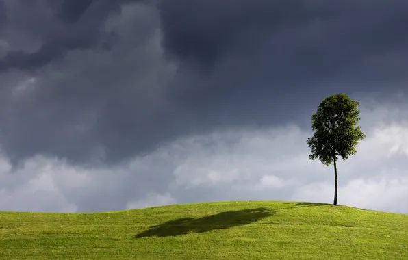 Field, the sky, tree, the wind