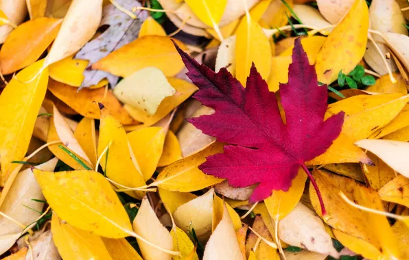 Autumn, leaves, nature