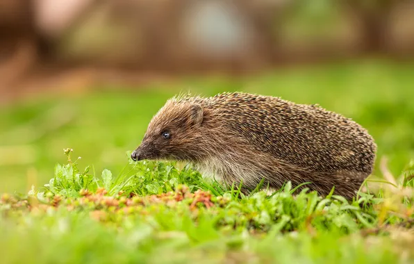 Greens, grass, look, nature, glade, profile, hedgehog, walk