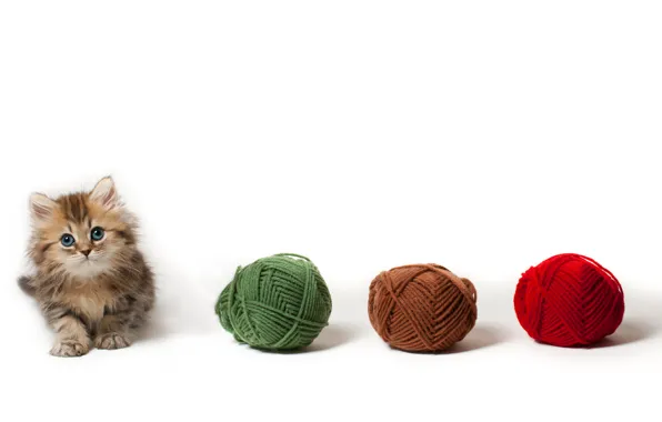 Picture cat, tangle, kitty, white background, balls, Daisy, Ben Torode, yarn
