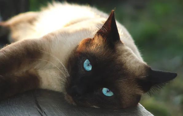 Cat, cat, face, bench, Board, portrait, lies, blue eyes