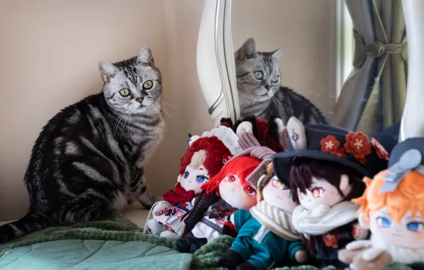 Cat, cat, flowers, reflection, toys, doll, bouquet, mirror